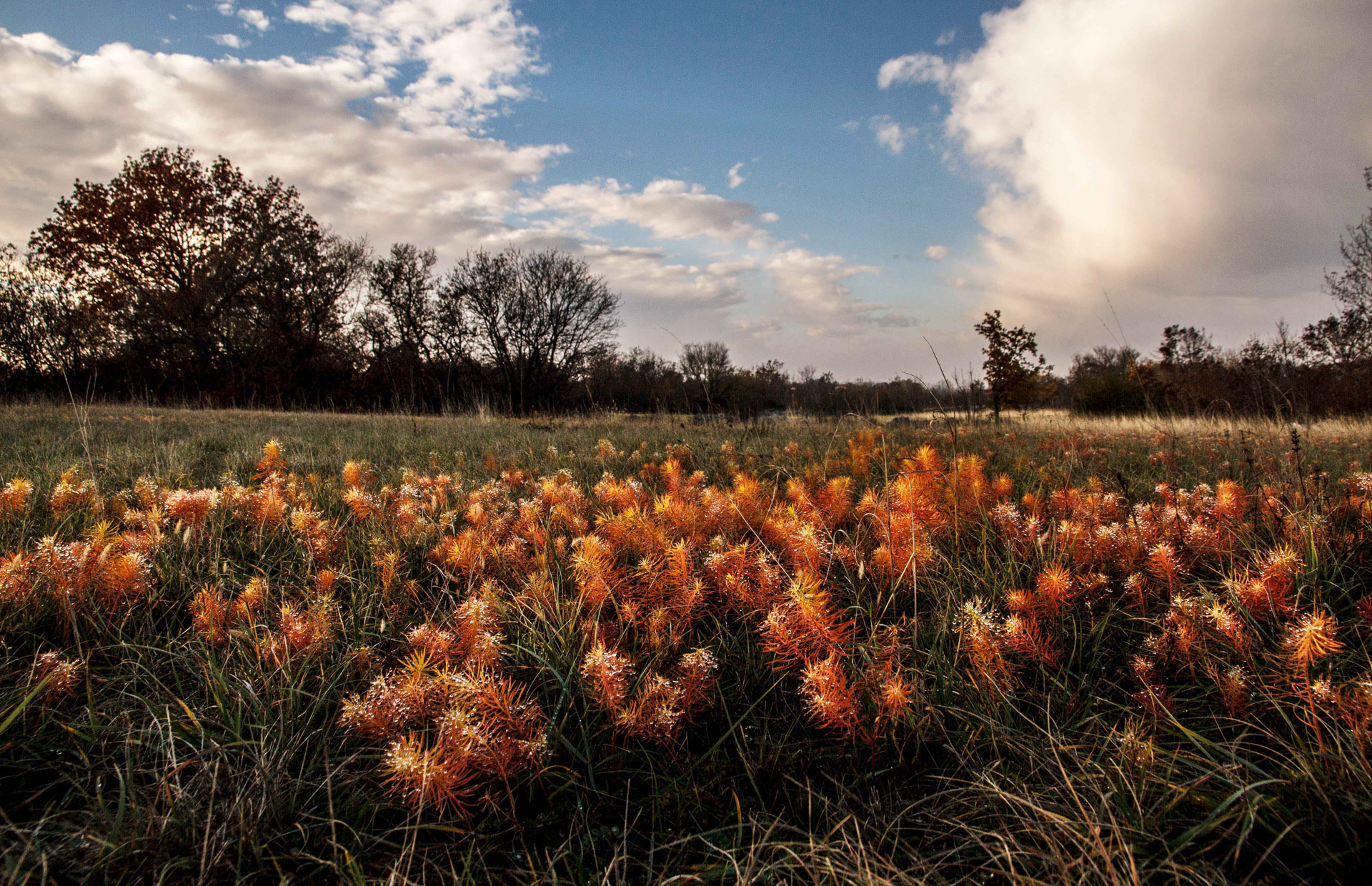 brainblank test image