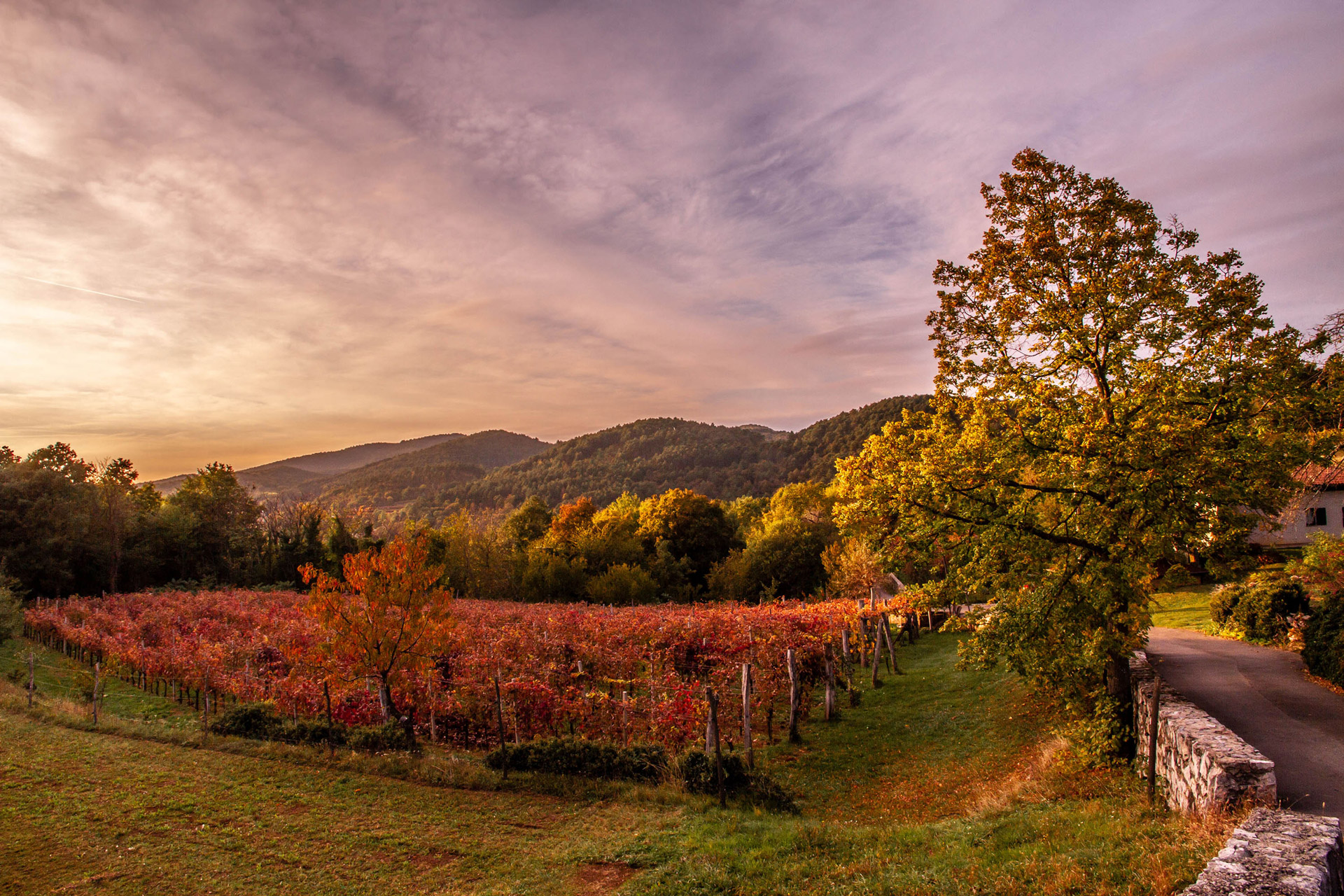 brainblank test image